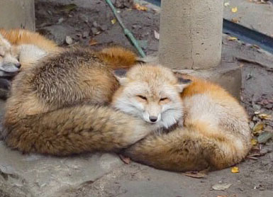 マッスルギツネ