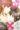 ドメスティックな彼女